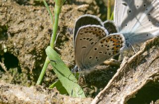 das Mavisi, Esmergz (Plebejus idas)
