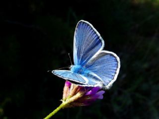 okgzl Mavi (Polyommatus icarus)