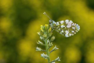 Step Ssls (Anthocharis gruneri)