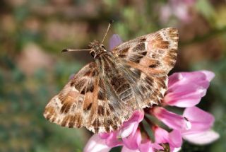 Hatmi Zpzp (Carcharodus alceae)