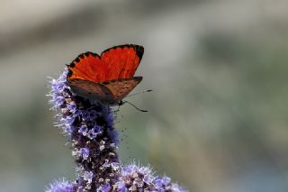 Da Atei (Lycaena thetis)