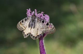 Yalanc� Apollo&nbsp;(Archon&nbsp;apollinus)