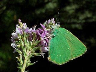 Zmrt (Callophrys rubi)