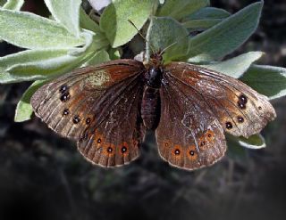 Uygur Gzelesmeri (Proterebia afra)