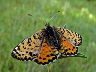 Benekli parhan (Melitaea didyma)