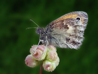 Kk Zpzp Perisi (Coenonympha pamphilus)