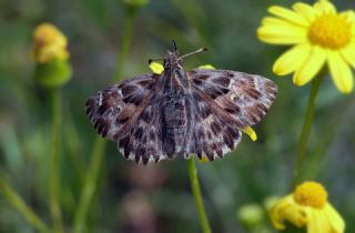 Hatmi Zpzp (Carcharodus alceae)