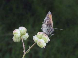 Kk Zpzp Perisi (Coenonympha pamphilus)