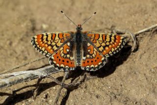 Gzel Nazuum (Euphydryas orientalis)