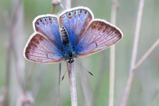 okgzl Mavi (Polyommatus icarus)