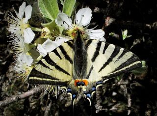 Erik Krlangkuyruk (Iphiclides podalirius)