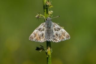 ark Zpzp (Carcharodus orientalis)