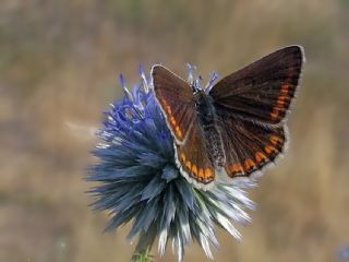 okgzl Esmer (Aricia agestis)