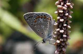 okgzl Mavi (Polyommatus icarus)