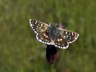 Kzl Zpzp (Spialia orbifer)