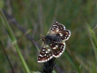 Kzl Zpzp (Spialia orbifer)