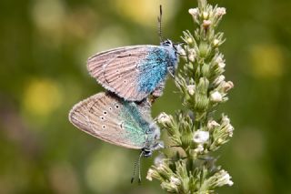 okgzl Diana Mavisi (Polyommatus diana)