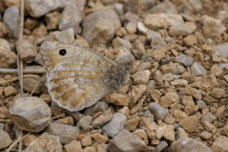 Da Yalanccads (Pseudochazara beroe)