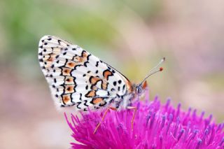 parhan (Melitaea cinxia)