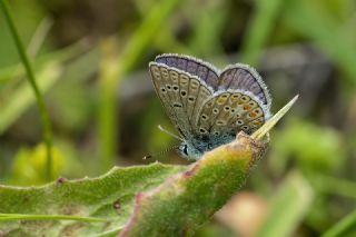 okgzl Meneke Mavisi (Polyommatus thersites)