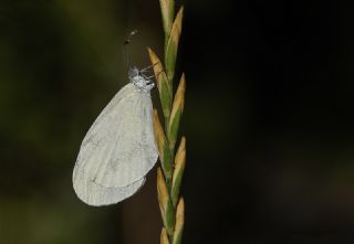 Narin Orman Beyaz (Leptidea sinapis)