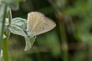 okgzl Anadolu Beyaz (Polyommatus menalcas)