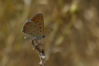 Kk Ate Gzeli (Lycaena thersamon)