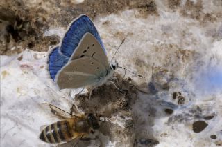 Lacivert Anadolu okgzls (Polyommatus actis )