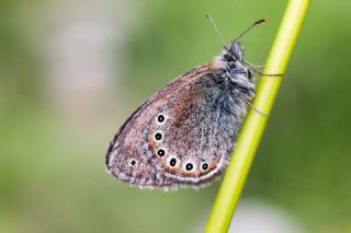 Rus Zpzp Perisi (Coenonympha leander)