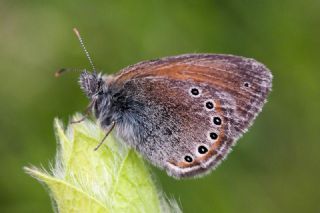 Rus Zpzp Perisi (Coenonympha leander)