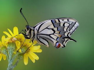 Krlangkuyruk (Papilio machaon)