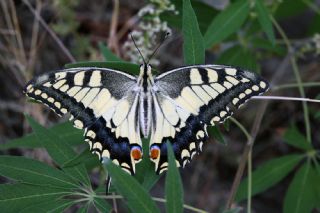 Krlangkuyruk (Papilio machaon)