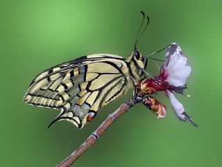 Krlangkuyruk (Papilio machaon)