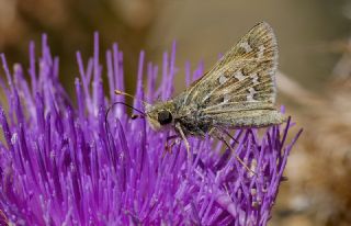 G�m�� Benekli Z�pz�p&nbsp;(Hesperia&nbsp;comma)