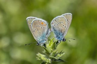 okgzl Gzel Mavi (Polyommatus bellis)