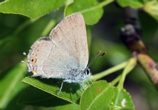 Minik Sevbeni (Satyrium acaciae)