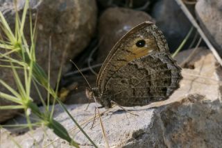 Beyaz Damarl Pirireis (Satyrus amasinus)
