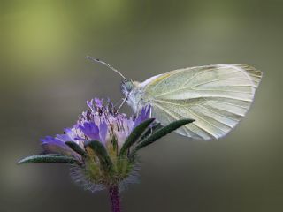 Kk Beyazmelek (Pieris rapae)