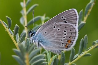 okgzl Gzel Mavi (Polyommatus bellis)