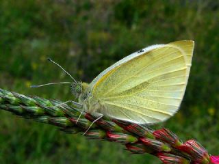 Byk Beyazmelek  (Pieris brassicae)