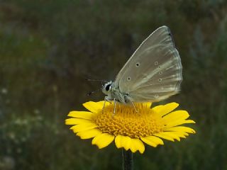 okgzl Anadolu Beyaz (Polyommatus menalcas)