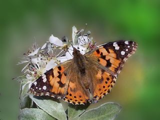 Diken Kelebei (Vanessa cardui)