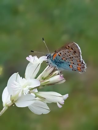 Anadolu Gelincii (Tomares nogelii)