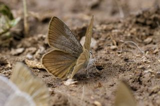�okg�zl� L�bnan Esmeri&nbsp;(Polyommatus&nbsp;alcestis)
