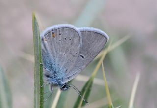 okgzl Gzel Mavi (Polyommatus bellis)