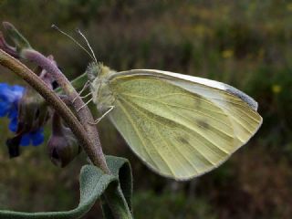 Kk Beyazmelek (Pieris rapae)