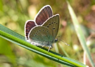 okgzl Diana Mavisi (Polyommatus diana)