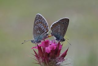 Çokgözlü Geranium Mavisi (Polyommatus eumedon)