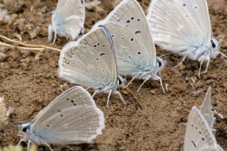 okgzl Toros Mavisi (Aricia isauricus)