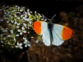 Turuncu Ssl (Anthocharis cardamines)